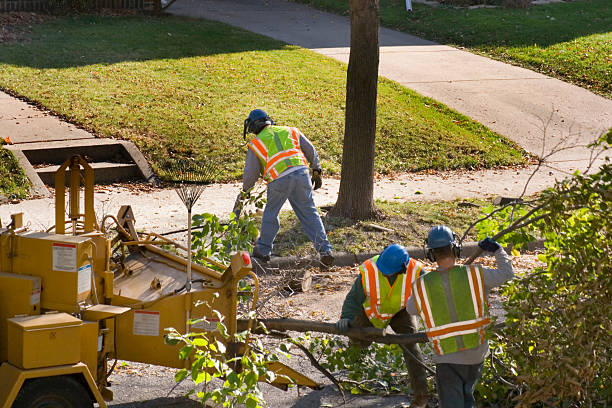 Lawn Renovation and Restoration in Luna Pier, MI