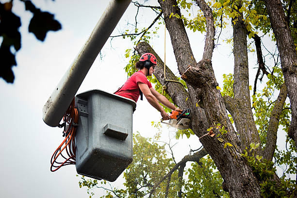 Professional Tree Care  in Luna Pier, MI